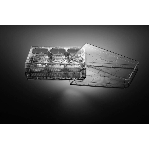 6 Well Cell Culture Plate